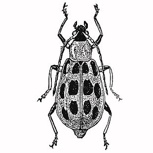 黑白复古风瓢虫插画