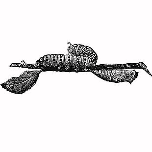 复古风野外毛毛虫插画