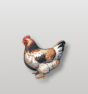 田园风农场动物家养鸡插画