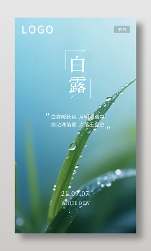 清新简单白露节气海报