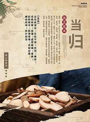 养生养心当归药理知识海报