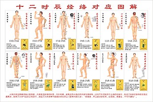 十二时辰经络对应图解展板设计