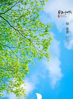 二十四节气之立夏夏意摄影风背景海报