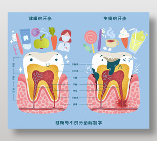 口腔健康牙齿解剖对比图儿童知识科普插画